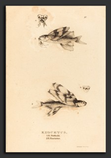Charles Alexandre Lesueur (French, 1778 - 1846), Exocetus, 1817-1821, etching
