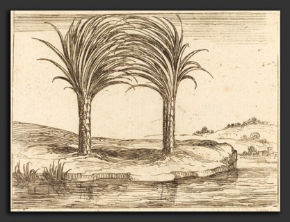 Jacques Callot (French, 1592 - 1635), Two Palm Trees, etching