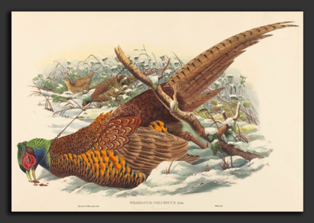 John Gould and W. Hart (British, active 1851 - 1898), Phasianus colchicus (Ring-necked Pheasant),