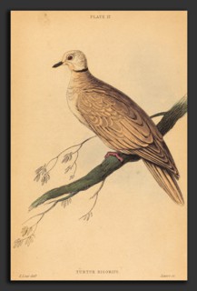 William Home Lizars after Edward Lear (Scottish, 1788 - 1859), Turtur Risorius, hand-colored