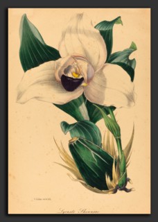 Samuel Holden, Lycaste Skinneri, British, active 1845-1847, hand-colored lithograph