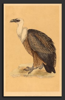 British 19th Century, Griffon Vulture, hand-colored lithograph