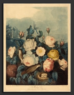 Richard Earlom after Dr. Robert John Thornton (British, 1743 - 1822), Roses, 1805, color mezzotint