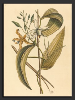 Mark Catesby (English, 1679 - 1749), The Vanelloe (Epidendrum Vanilla), published 1731-1743,