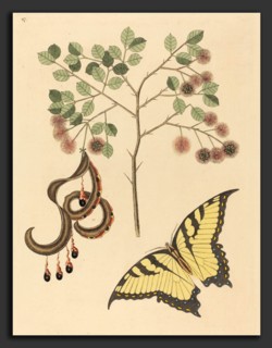 Mark Catesby (English, 1679 - 1749), Cat's Claw (Mimosa circinalis), published 1731-1743,