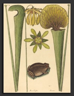 Mark Catesby (English, 1679 - 1749), The Land Frog (Rana), published 1731-1743, hand-colored