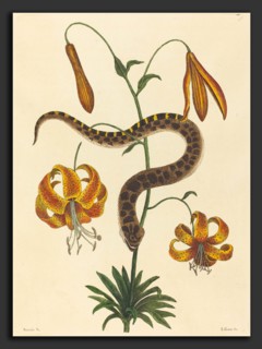 Mark Catesby (English, 1679 - 1749), The Hog-nose Snake (Boa contortrix), published 1731-1743,