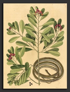 Mark Catesby (English, 1679 - 1749), The Ribbon Snake (Coluber saurita), published 1731-1743,