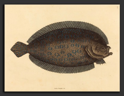 Mark Catesby (English, 1679 - 1749), The Sole (Pleuronectes lunatus), published 1731-1743,