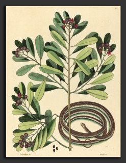 Mark Catesby (English, 1679 - 1749), The Ribbon Snake (Coluber saurita), published 1731-1743,