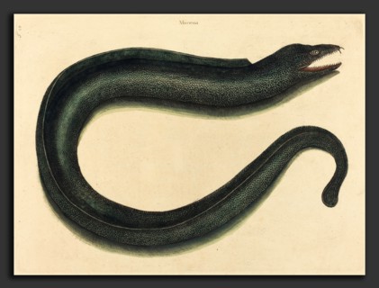 Mark Catesby (English, 1679 - 1749), The Muray (Muraena helena), published 1754, hand-colored