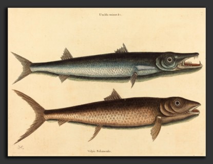 Mark Catesby (English, 1679 - 1749), The Barracuda (Esox barracuda), published 1754, hand-colored
