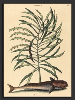 Mark Catesby (English, 1679 - 1749), The Sucking Fish (Echeneis Naucratis), published 1731-1743,