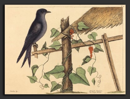 Mark Catesby (English, 1679 - 1749), The Purple Martin (Hirundo purpurea), published 1731-1743,