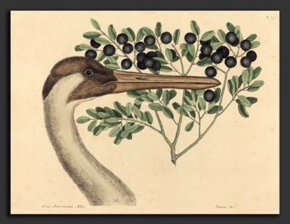 Mark Catesby (English, 1679 - 1749), The Hooping Crane (Ardea Americana), published 1731-1743,