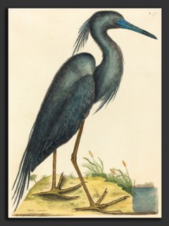 Mark Catesby (English, 1679 - 1749), The Blue Heron (Ardea coerulea), published 1731-1743,