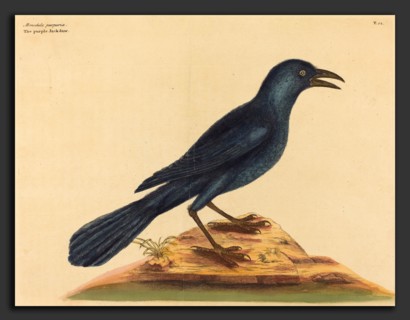 Mark Catesby (English, 1679 - 1749), The Purple Jack Daw (Gracula Quiscula), published 1731-1743,