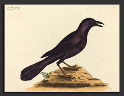 Mark Catesby (English, 1679 - 1749), The Purple Jack Daw (Gracula Quiscula), published 1731-1743,