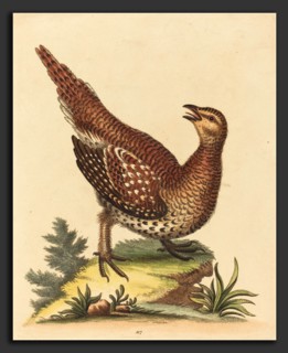 George Edwards (English, 1694 - 1773), Brown Speckled Bird, hand-colored etching on laid paper
