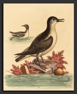 George Edwards (English, 1694 - 1773), The Guillemot and the Puffin of the Isle of Man, 1762,