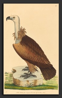 British 18th Century, The Alpine Vulture, 1793, hand-colored etching