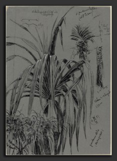 Max Seliger (German, 1865 - 1920), Studies of Screwpines from Madagascar, 1887, pen and brown ink