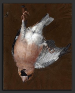 Barbara Dietzsch (German, 1706 - 1783), A Rose-Breasted Finch Hanging from a Nail, c. 1760,