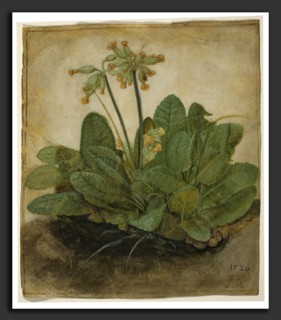 Albrecht DÃ¼rer (German, 1471 - 1528), Tuft of Cowslips, 1526, gouache on vellum