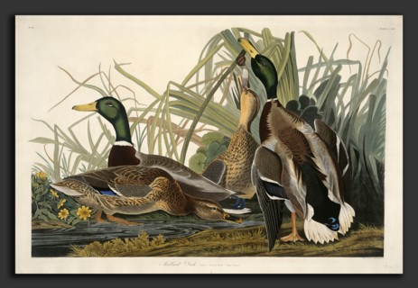 Robert Havell after John James Audubon, Mallard Duck, American, 1793 - 1878, 1834, hand-colored