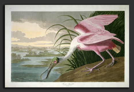 Robert Havell after John James Audubon, Roseate Spoonbill, American, 1793 - 1878, 1836,