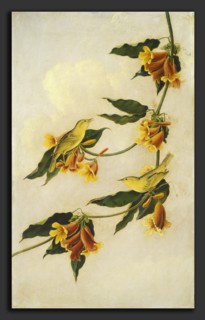 Joseph Bartholomew Kidd after John James Audubon (Scottish, probably 1808 - 1889), Yellow Warbler,