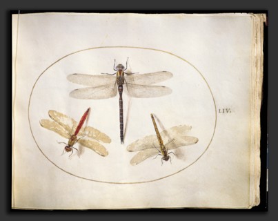 Joris Hoefnagel, Animalia Rationalia et Insecta (Ignis):  Plate LIV, Flemish, 1542 - 1600, c.