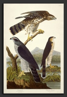 Robert Havell after John James Audubon, Goshawk and Stanley Hawk, American, 1793 - 1878, 1832,