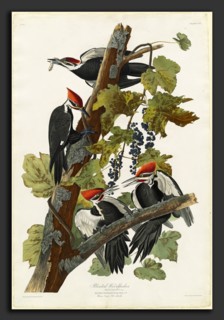 Robert Havell after John James Audubon (American, 1793 - 1878), Pileated Woodpecker, 1831,