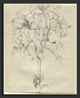 Philipp Otto Runge (German, 1777 - 1810), A Stalk of Lilies with Six Blooms, 1808, pen and black