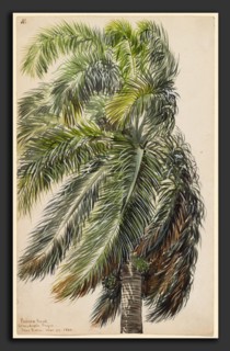 Charles de Wolf Brownell, Palma Real, American, 1822 - 1909, 1860, watercolor on wove paper