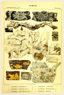 Lichenes, 19th century engraving, lichen, lichens