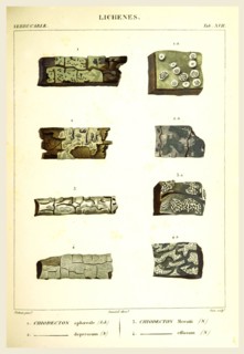Lichenes, 19th century engraving, lichen, lichens