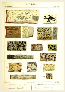 Lichenes, 19th century engraving, lichen, lichens
