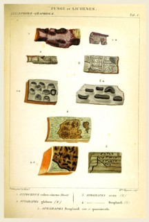 Fingi and Lichenes, 19th century engraving, lichen, lichens