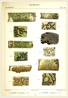 Lichenes, 19th century engraving, lichen, lichens