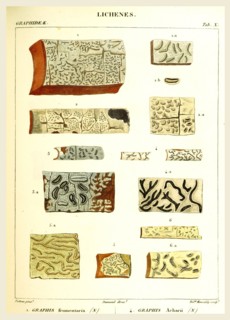 Lichenes, 19th century engraving, lichen, lichens