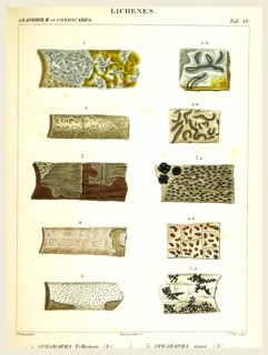 Lichenes, 19th century engraving, lichen, lichens