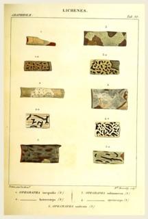 Lichenes, 19th century engraving, lichen, lichens