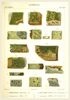 Lichenes, 19th century engraving, lichen, lichens