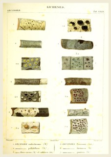 Lichenes, 19th century engraving, lichen, lichens
