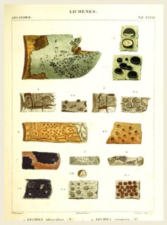 Lichenes, 19th century engraving, lichen, lichens