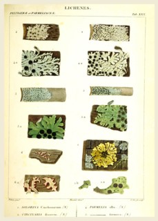 Lichenes, 19th century engraving, lichen, lichens