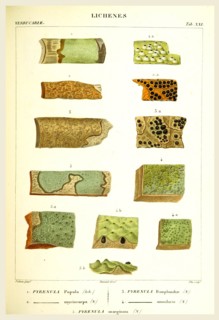 Lichenes, 19th century engraving, lichen, lichens