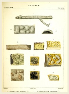 Lichenes, 19th century engraving, lichen, lichens